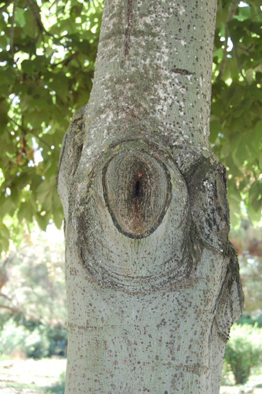 Firminia à feuilles de platane