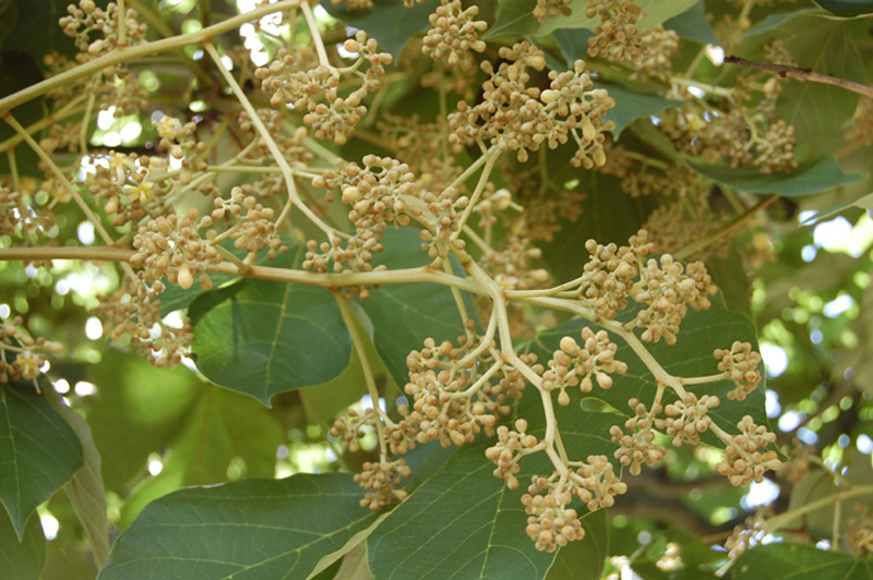 Firminia à feuilles de platane
