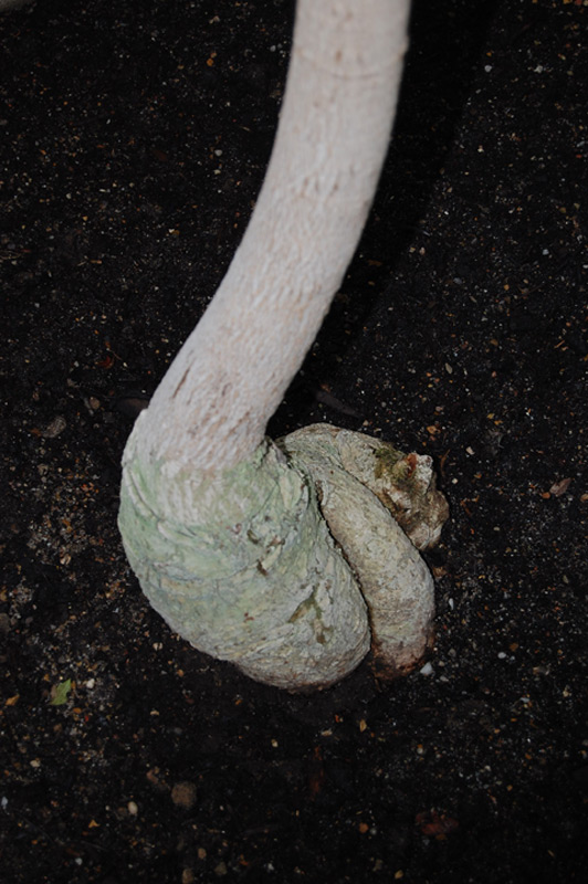 Sterculia tragacantha