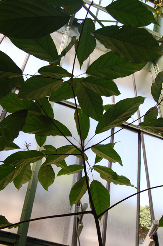 Sterculia tragacantha