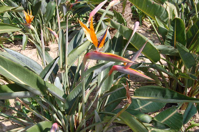 Strelitzia
