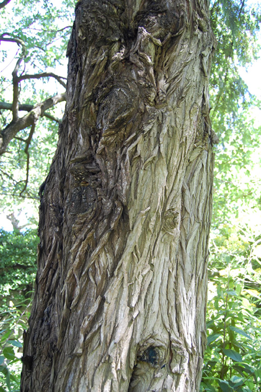 Torreya du Japon