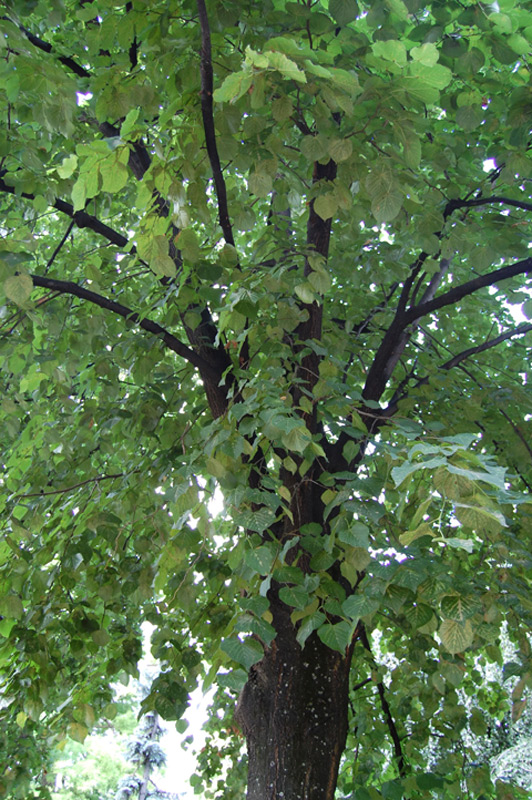 Tilleul à grandes feuilles