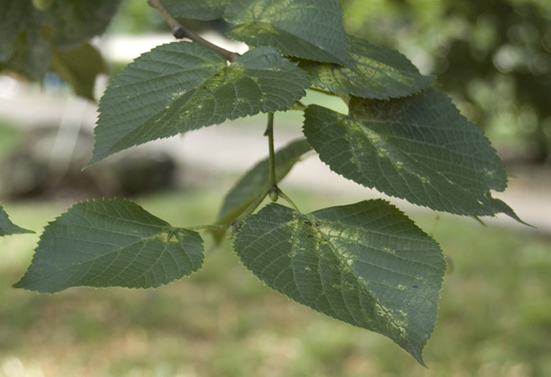 Tilleul à grandes feuilles