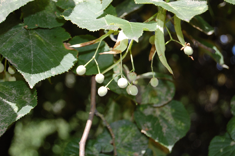 Tilleul à grandes feuilles