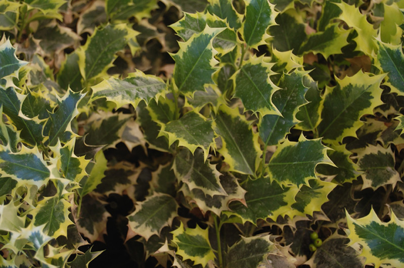 Houx commun 'Madame Briot'