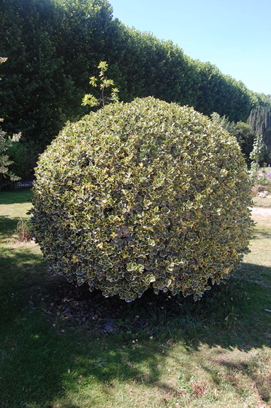 Houx femelle à baies rouges