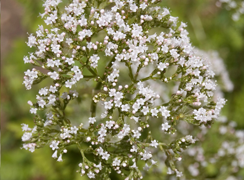 Valériane à feuilles de sureau