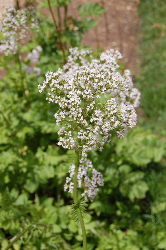 Valériane à feuilles de sureau