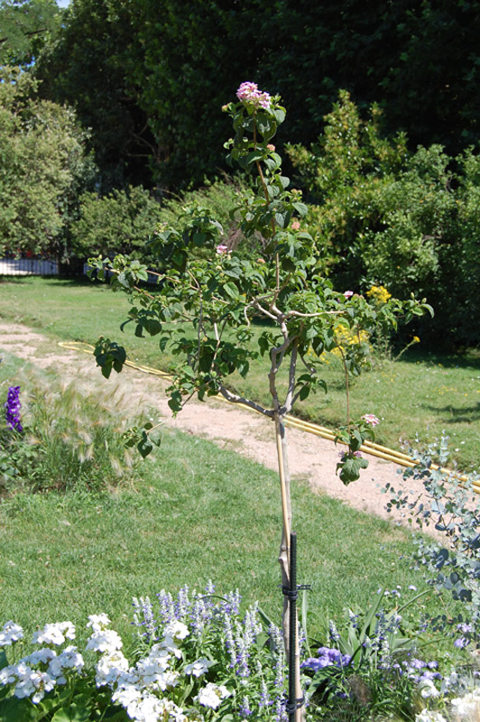 Lantanier 'Feston Rose'