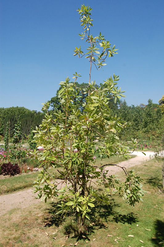 Cannelle de Magellan