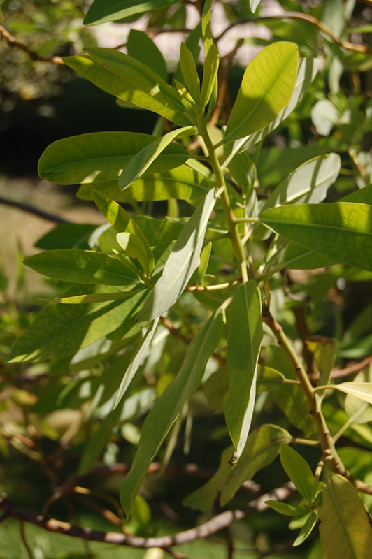 Cannelle de Magellan