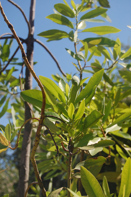 Cannelle de Magellan