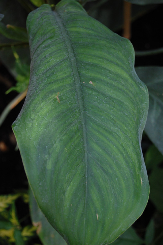 Aglaonema