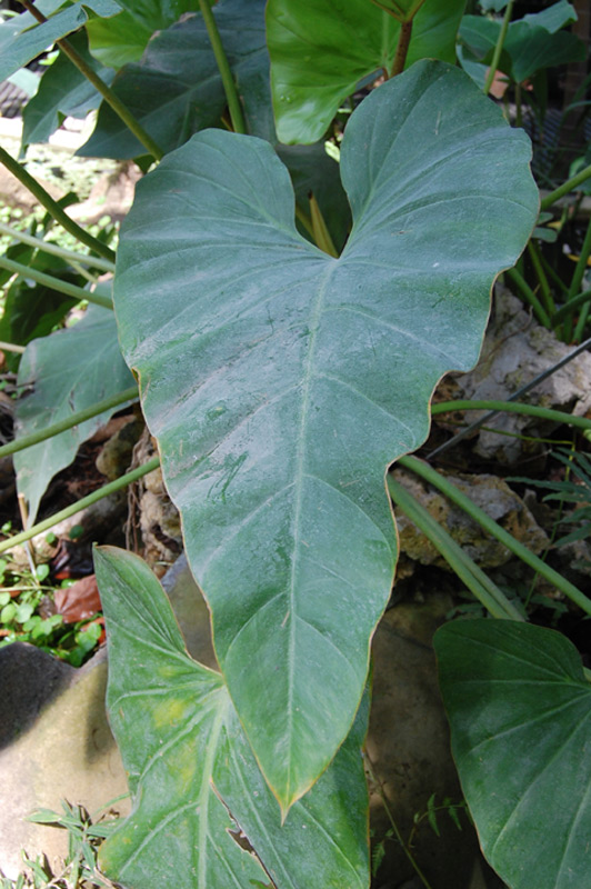 Philodendron