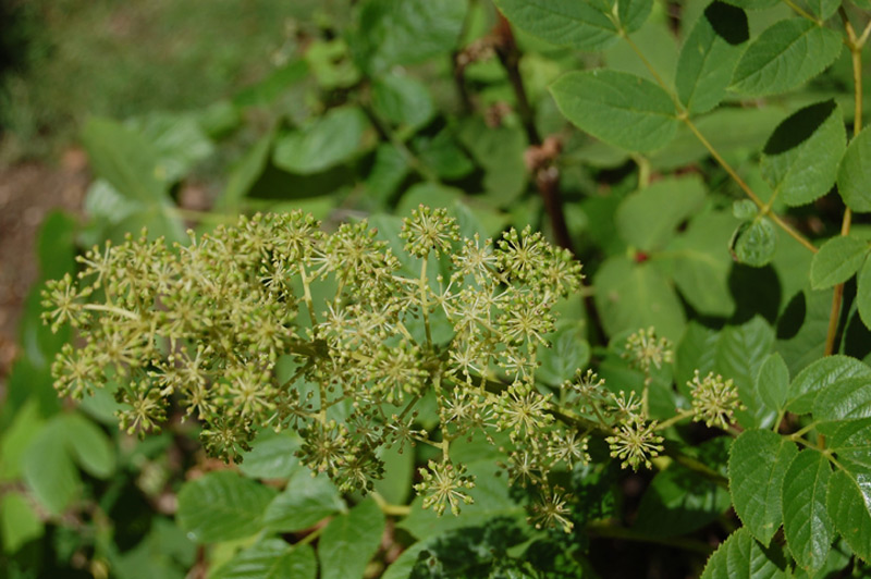 Aralie à grappes