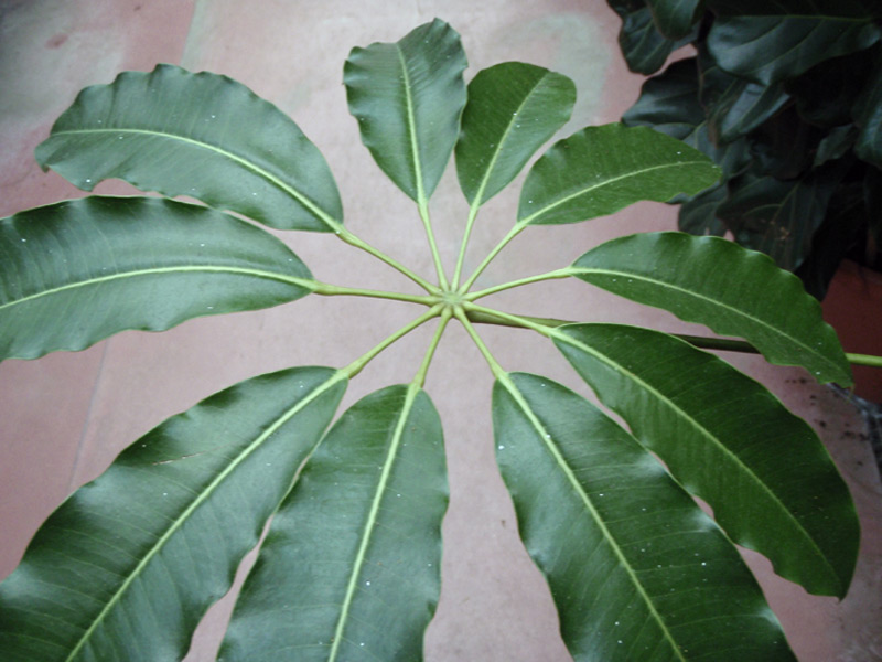 Schefflera 'Compacta'