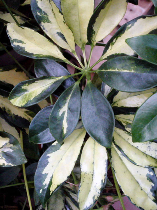 Schefflera panaché