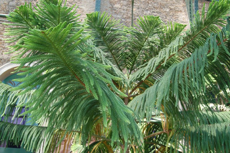 Araucaria subulata