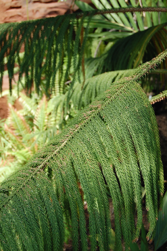 Araucaria subulata