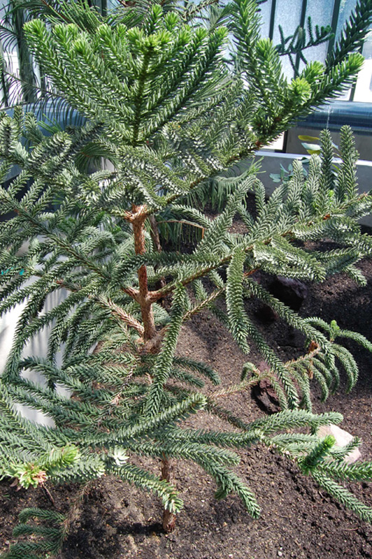 Araucaria de Rule