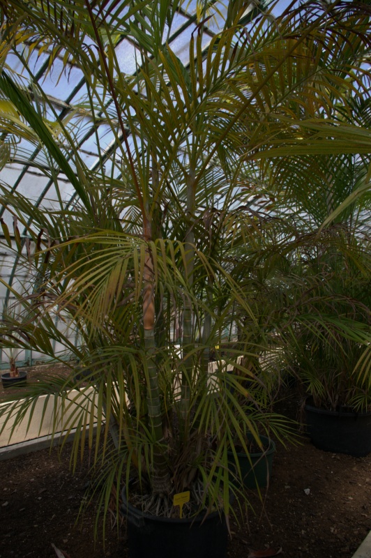 Areca, Palmier canne d'or