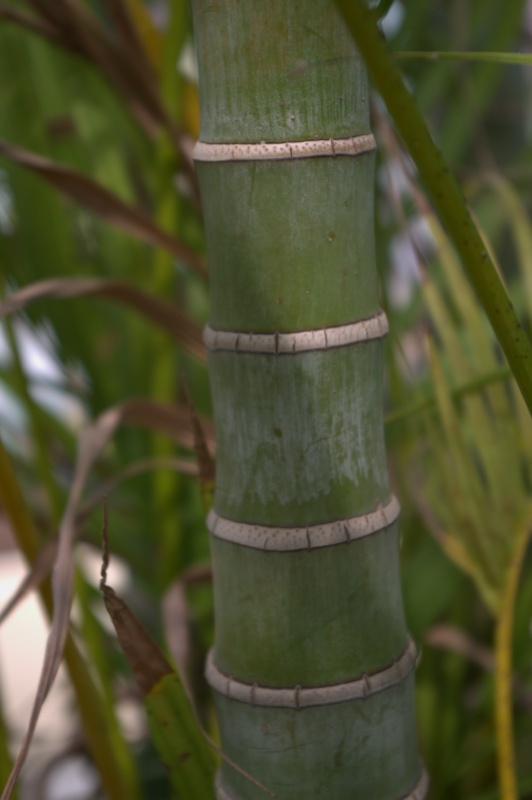 Areca, Palmier canne d'or