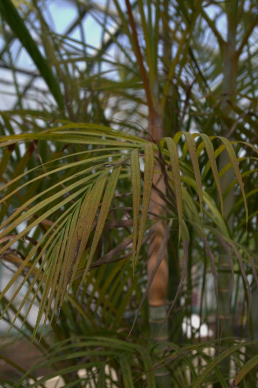 Areca, Palmier canne d'or