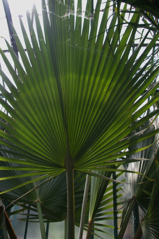 Latanier rouge, Latanier de la Réunion
