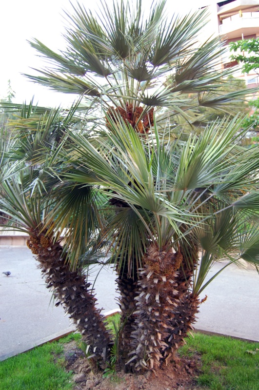 Palmier de Chine, Palmier à chanvre