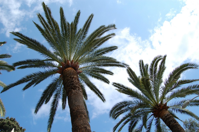 Palmier des Canaries, Faux dattier