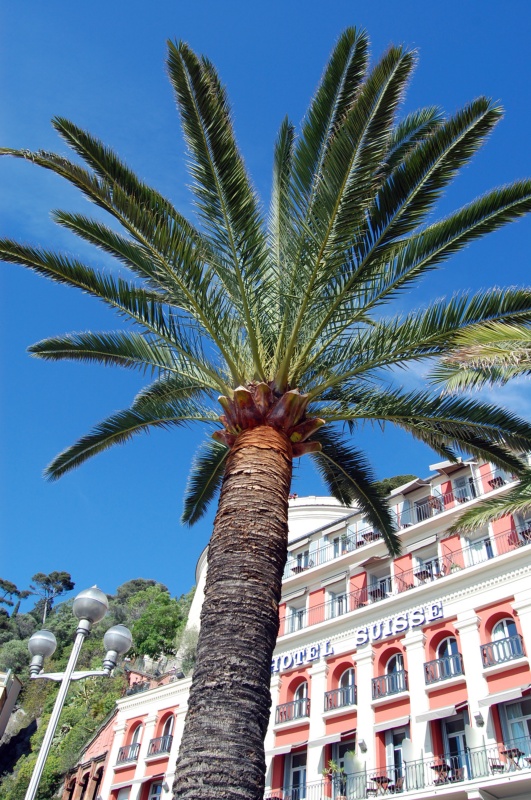 Palmier des Canaries, Faux dattier