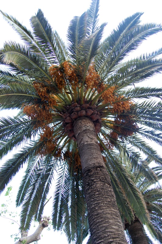 Palmier des Canaries, Faux dattier