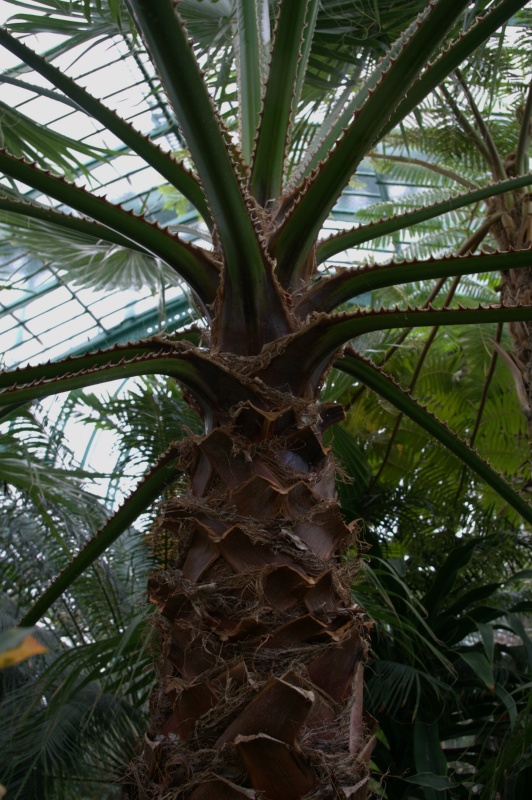 Palmier jupon, Palmier coton d'Amérique, Palmier de Californie