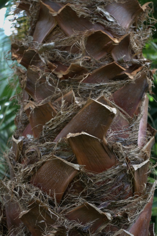 Palmier jupon, Palmier coton d'Amérique, Palmier de Californie