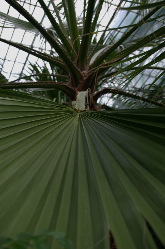 Palmier jupon, Palmier coton d'Amérique, Palmier de Californie