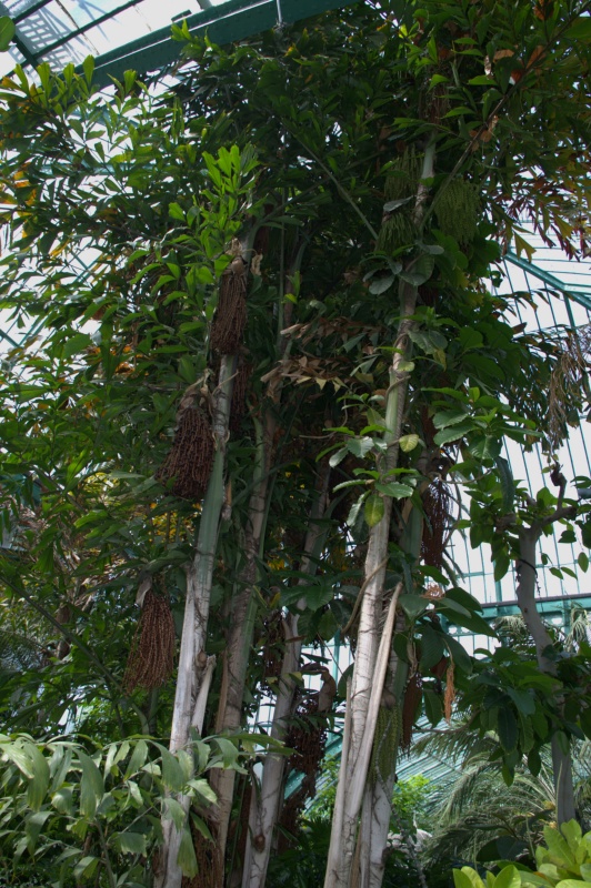Palmier queue de poisson