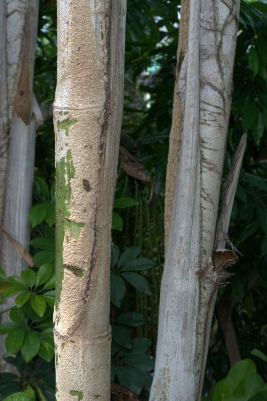 Palmier queue de poisson