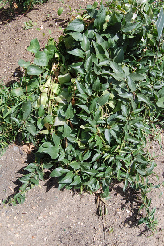 Asclépiade pourpre 01