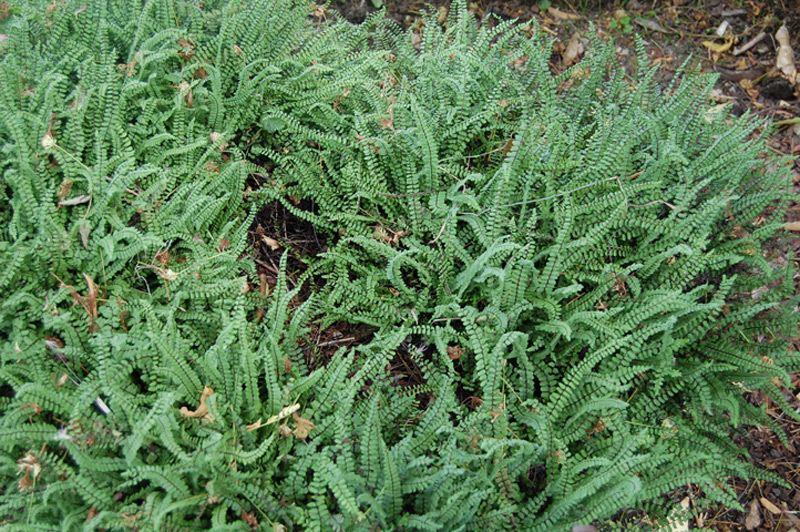 Capillaire des murailles