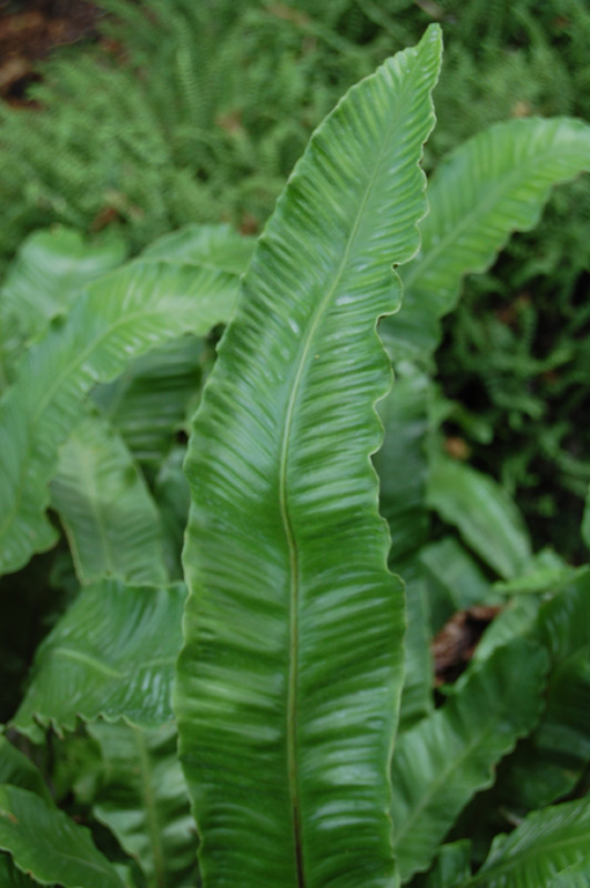 Fougère langue de cerf