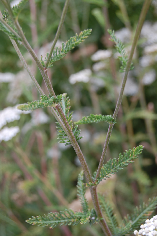 Achillée millefeuille