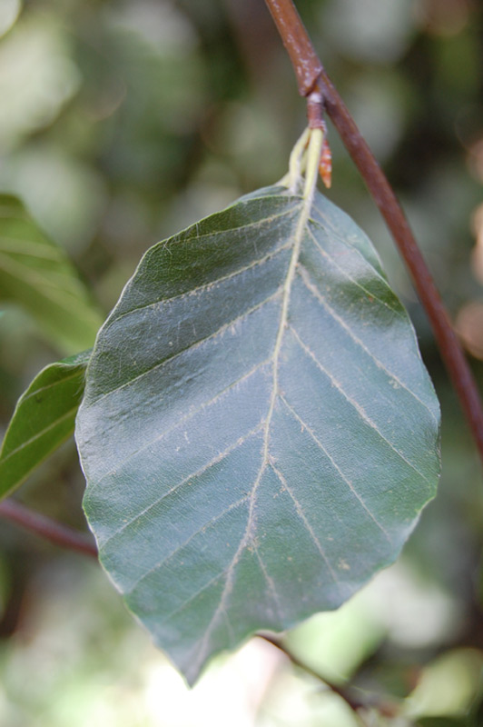 Chrysanthème multifleurs 'Linette'