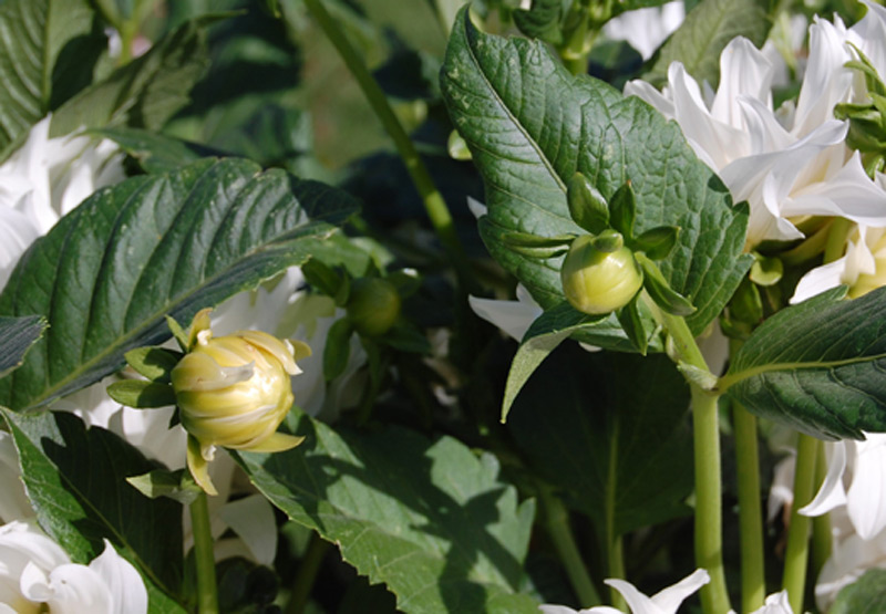 Dahlia 'Albion'