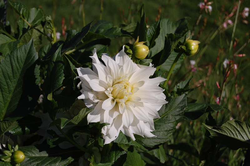 Dahlia 'Albion'