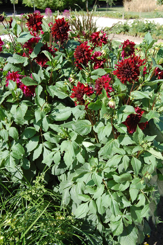 Dahlia 'Prince Noir'