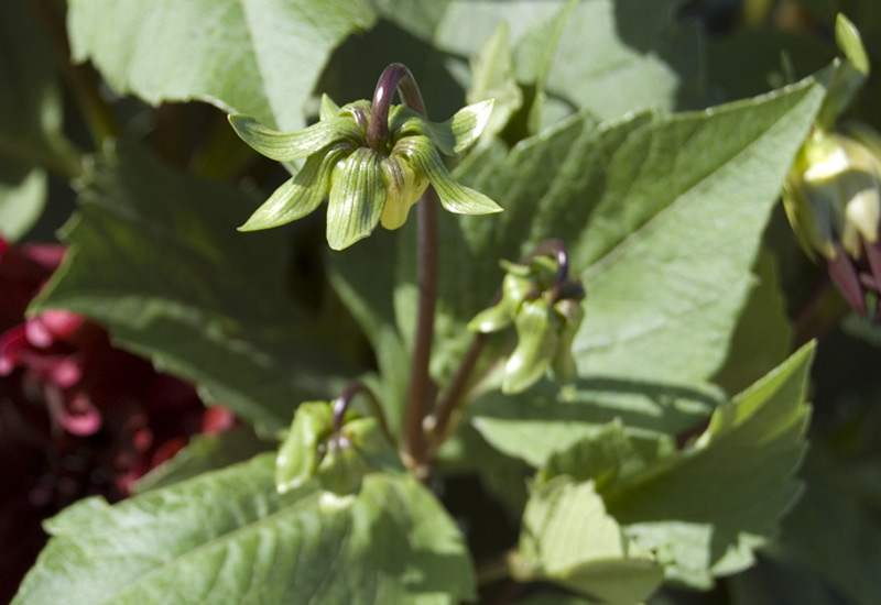 Dahlia 'Prince Noir'