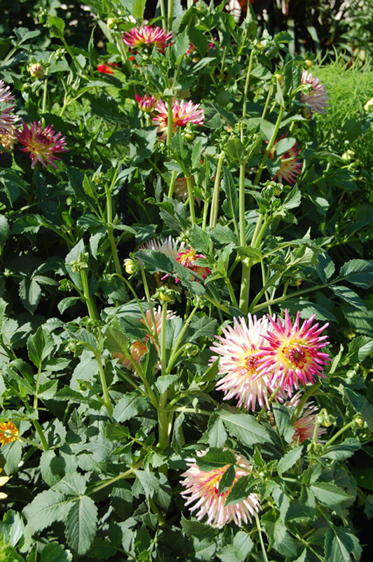 Dahlia 'Sucre d'Orge'