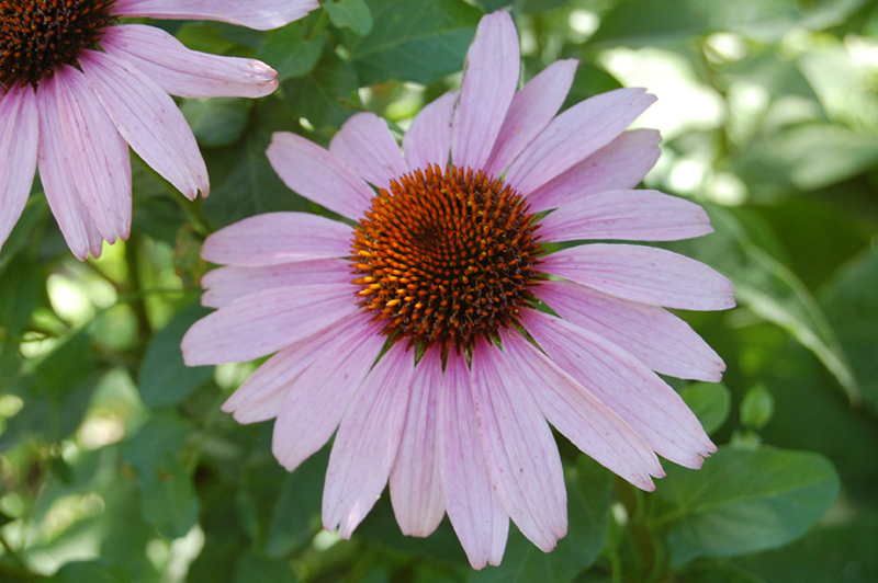 Rudbeckia pourpre 'Magnus'
