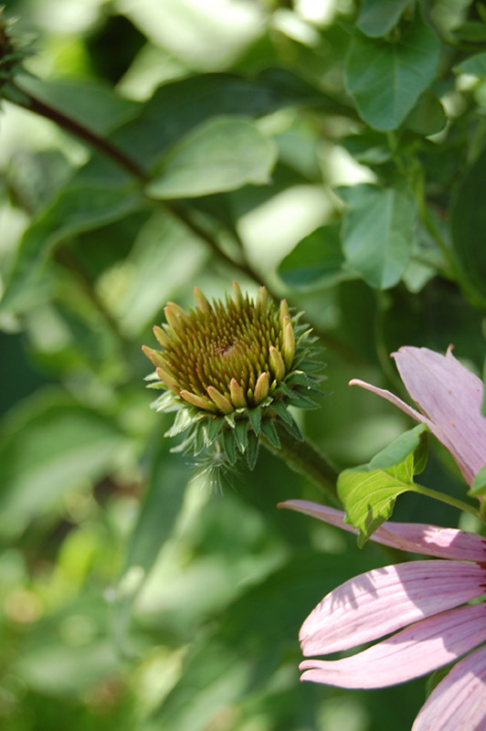 Rudbeckia pourpre 'Magnus'